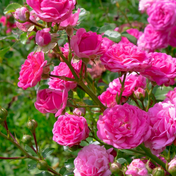 istock Pink Roses outdoors. Plant lover concept. Flowers background 1268296783