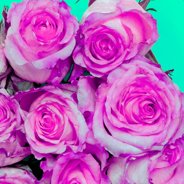 istock Pink roses background. Flowers lover concept 1268297714