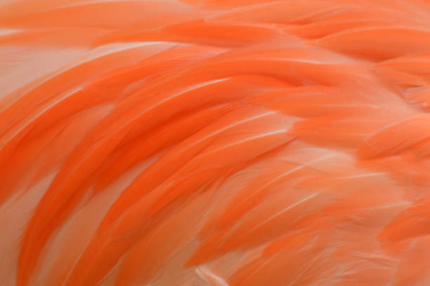 istock flamenco eathers close up in Celestun Yucatan Mexico 1268297874