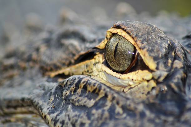 istock crocodile eye close up in Everglades Florida 1268297881