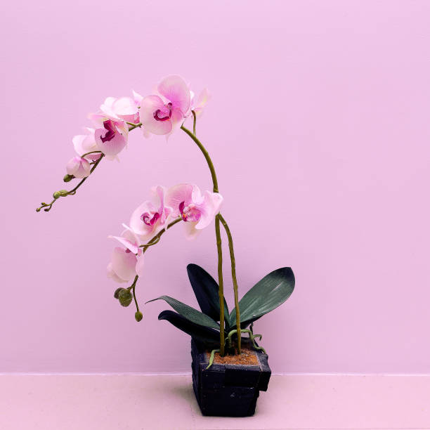 istock orchid flower on a pink background wall 1268298017