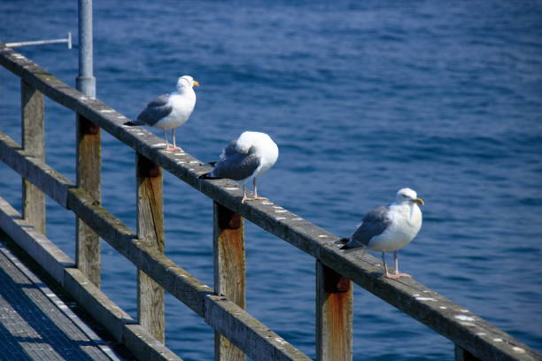 istock Seagulls sit on a jetty in the row 1268298674