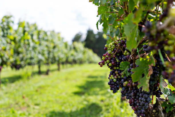 Grapes in the foreground at North Carolina vineyard - fotografia de stock