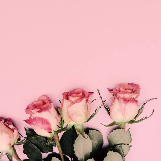 istock Roses on a pink background minimal flat lay art 1268298766