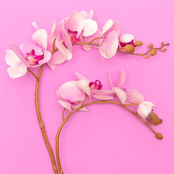 istock orchid flower on a pink background 1268298911