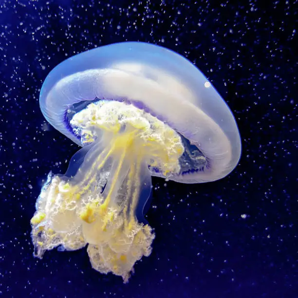 Big white Jellyfish underwater. Sea lover concept art