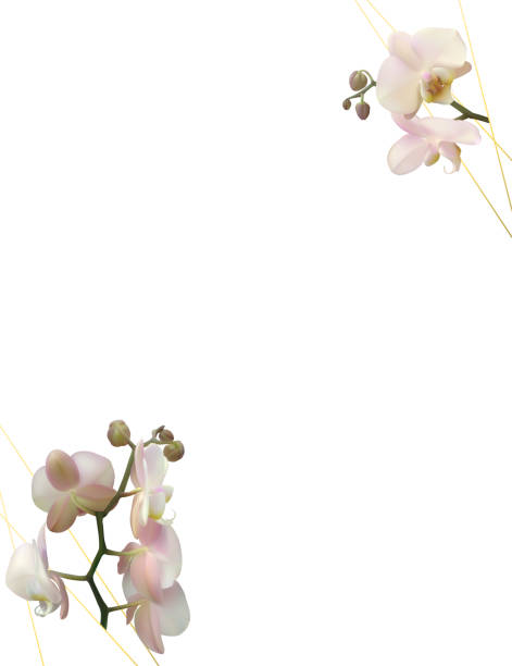 istock Tropical flowers. Orchid. Phalaenopsis. The buds. Petals. White background. Isolated. Pink. 1268299830