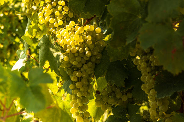 istock Bunch of prosecco grapes 1268299841