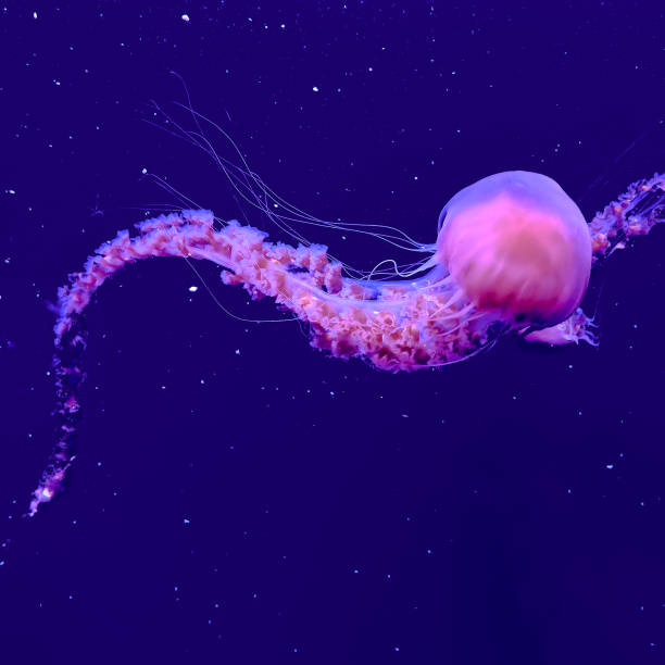 istock Pink Jellyfish. Minimal underwater world concept art 1268300008