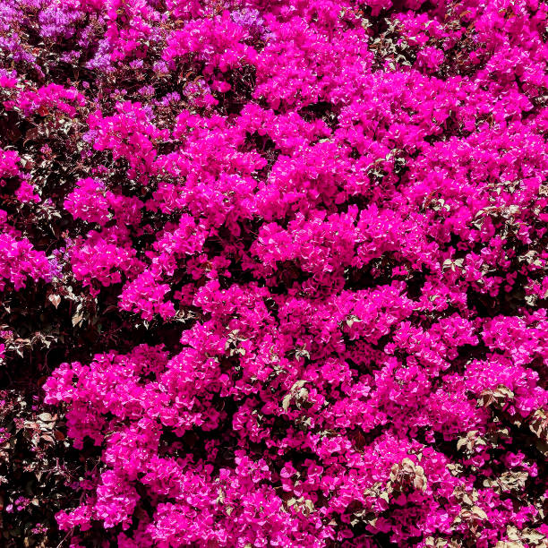 istock Pink tropical flowers background. Plant lover concept 1268300073