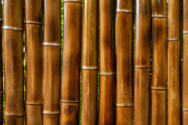 istock Old yellow bamboo fence texture background. Wood 1268300107