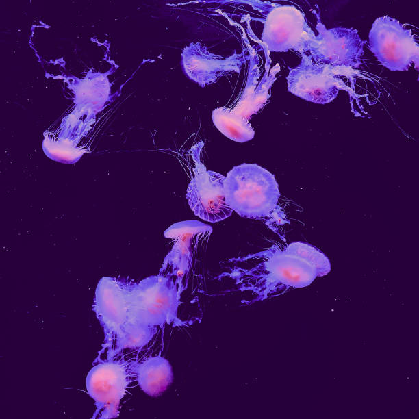 istock Jellyfish under water. Minimal art 1268300390