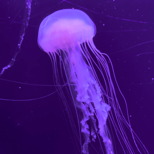 istock Pink Jellyfish under water. Minimal art 1268300399