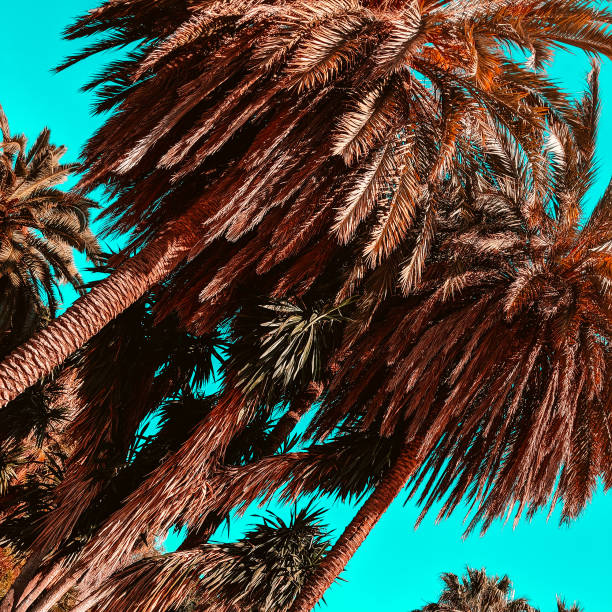 istock Palm trees. Spain. Travel concept art 1268301558