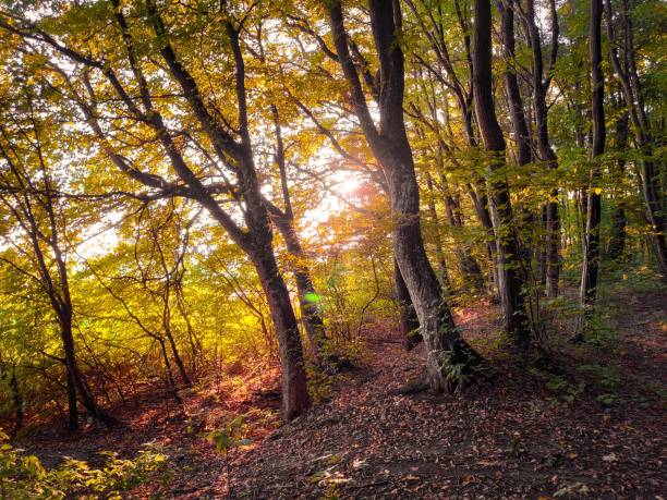 istock Dense green forest with sunlight and fallen leaves. 1268301858