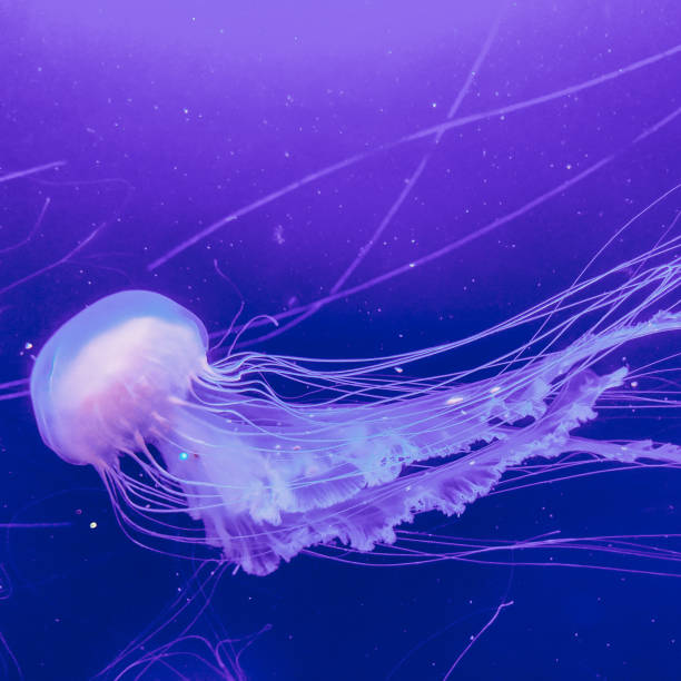 istock Pink Jellyfish under water. Minimal creative art 1268301898