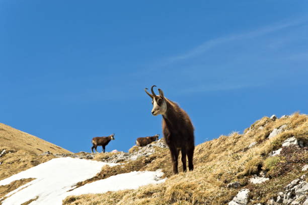 istock Tatra Mountains Poland mountain chamois in the Tatra Mountains. 1268302885