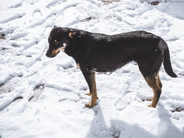 istock A black stray dog stands on the bright white snow illuminated by the sun's rays 1268304051