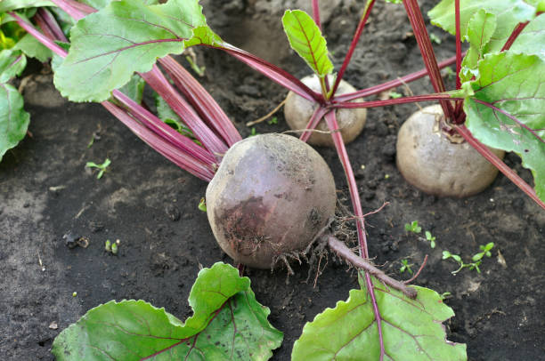 istock close-up of freshly harvested ripe beetroot plant 1268304461