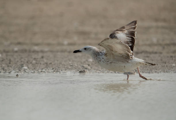 istock Seagulls are typically medium to large birds and grey or white in color 1268305407