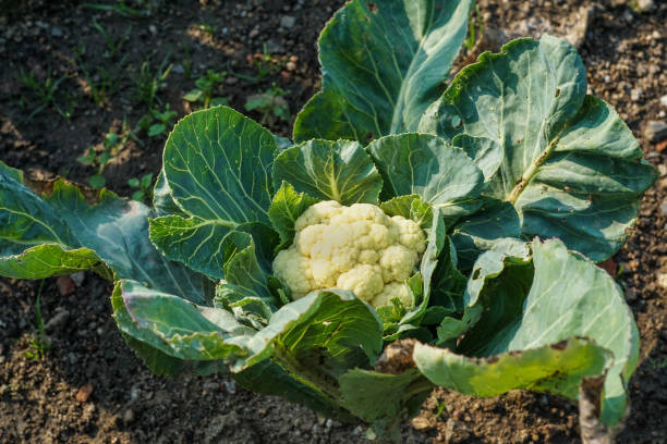 A fresh cauliflower in a garden patch stock photo