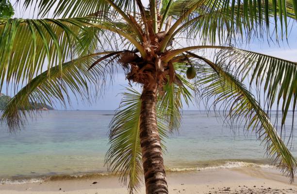 istock Beautiful palm trees at the beach on the tropical paradise islands Seychelles. 1268305732