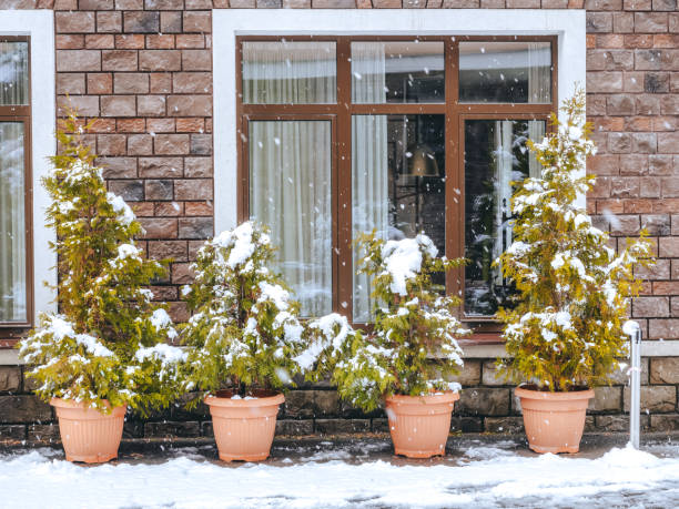 Plastic pots with thuja stand under the window on the street covered with snow