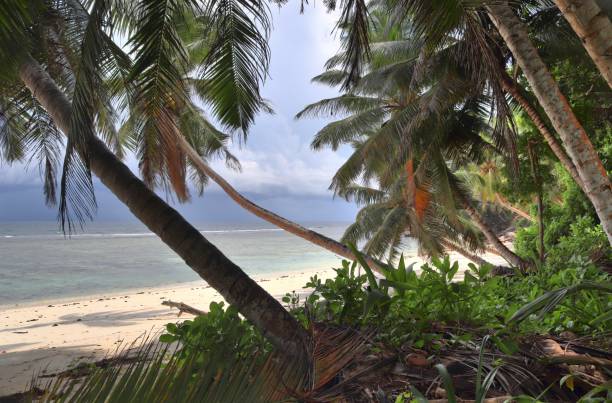 istock Beautiful palm trees at the beach on the tropical paradise islands Seychelles. 1268305899