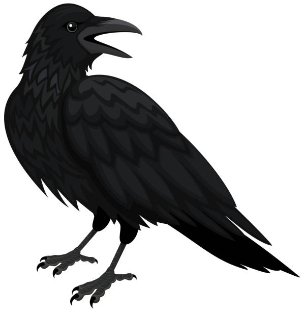 Raven Vector illustration of a black raven (or crow) against a white background. Illustration uses no gradients, meshes or blends, only solid color. Includes AI10-compatible .eps format, along with a high-res. jpg. Raven stock illustrations