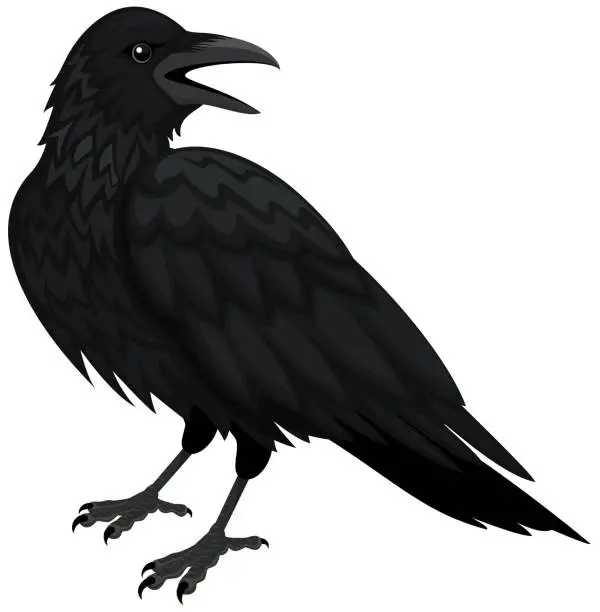 Vector illustration of Raven