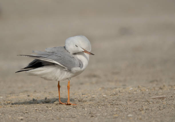 istock Seagulls are typically medium to large birds and grey or white in color 1268307402