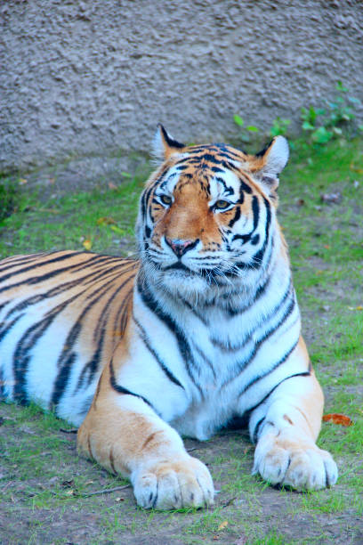 istock Beautiful tiger living in zoo. big predatory cat. Feline 1268307539