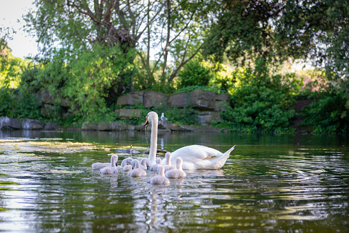 An adult swan and several chicks (cygnets) on the water at St Stephen's Green in Dublin, Ireland.