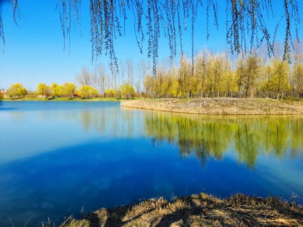 Beautiful blue calm water and green trees in the spring. Tranquil scene. No people. Wallpaper.