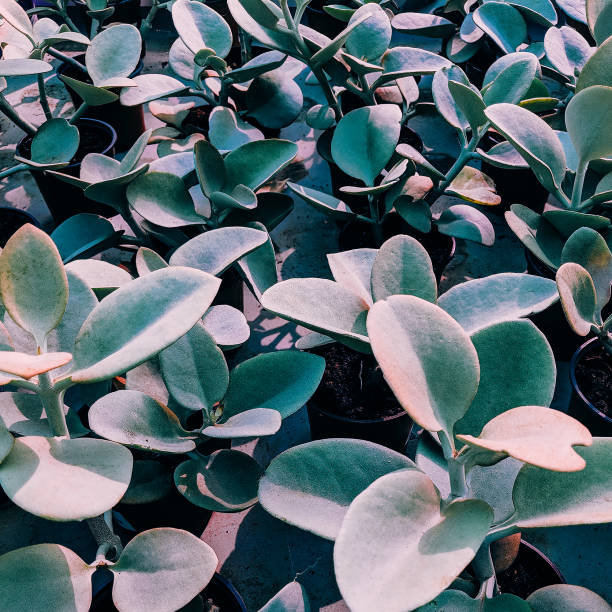 istock Green background. Plant lover concept 1268316588