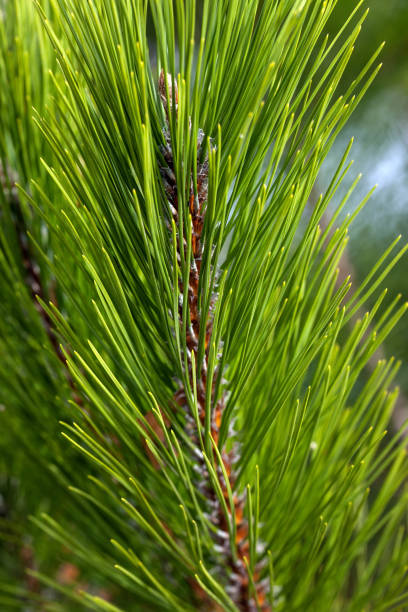 istock Pine Needles Abstract Background. Needles on a pine branch. 1268317218