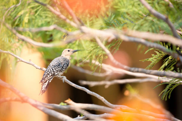 Female Gila Woodpecker perches on a mesquite tree branch in a Southwest courtyard in Arizona