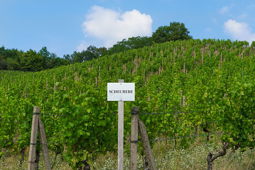 Scheurebe is a wine grape variety