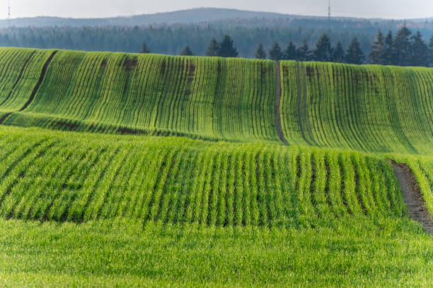 corduroy sommer ländliche landschaft in grüntönen. gewelltes grünes weizenfeld mit streifen. - green field agriculture summer stock-fotos und bilder