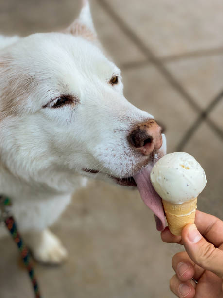 istock Cute husky dog eating ice cream 1268319761