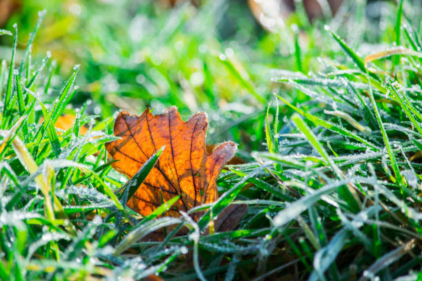 istock Frozen nature with leaves. Blue winter background. 1268321900