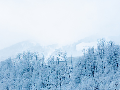 Snowcovered trees against the backdrop of misty mountain peaks and white cloudy sky
