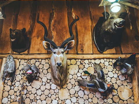 Heads of animals and stuffed wild birds hang on the log wall