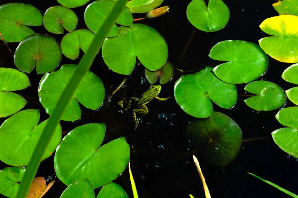 una pequeña rana sentada en una sábana verde bajo un hermoso lirio de agua rosa suave o flor de loto en un estanque creado suavemente en la mañana de verano. vista superior. macrofoto - frog lily pond water fotografías e imágenes de stock
