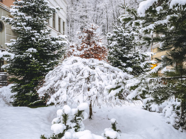 istock The trees on the lawn are covered with white fluffy snow 1268322617