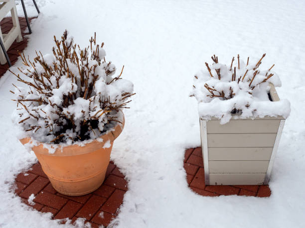 istock Two pots white and orange with clipped snow-covered bushes stand on a tile covered with snow 1268325837