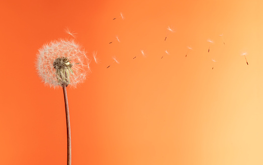 High quality stock studio photos of a dandelion flower with seeds blowing in the wind on a orange background.