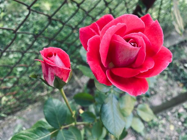 Beautiful red rose isolated. Love concept. Romance concept.