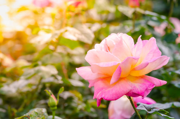 istock beautiful pink rose flower on tree in a garden 1268333109