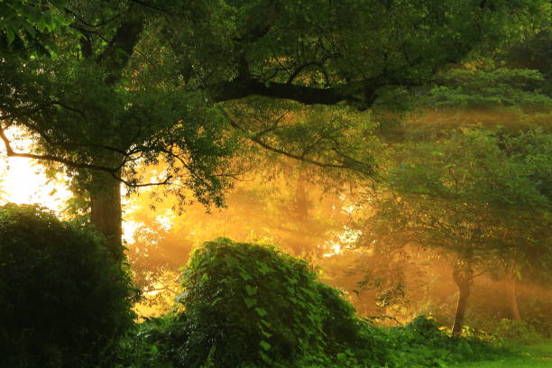 istock Iwate Prefecture Dawn in the Forest 1268334089